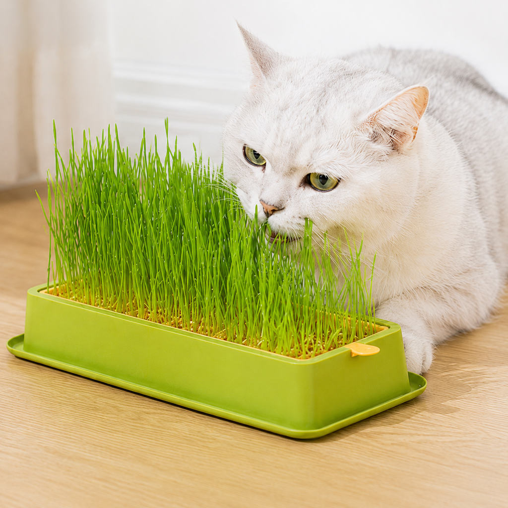 Cat Grass