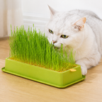 Cat Grass