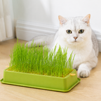Cat Grass