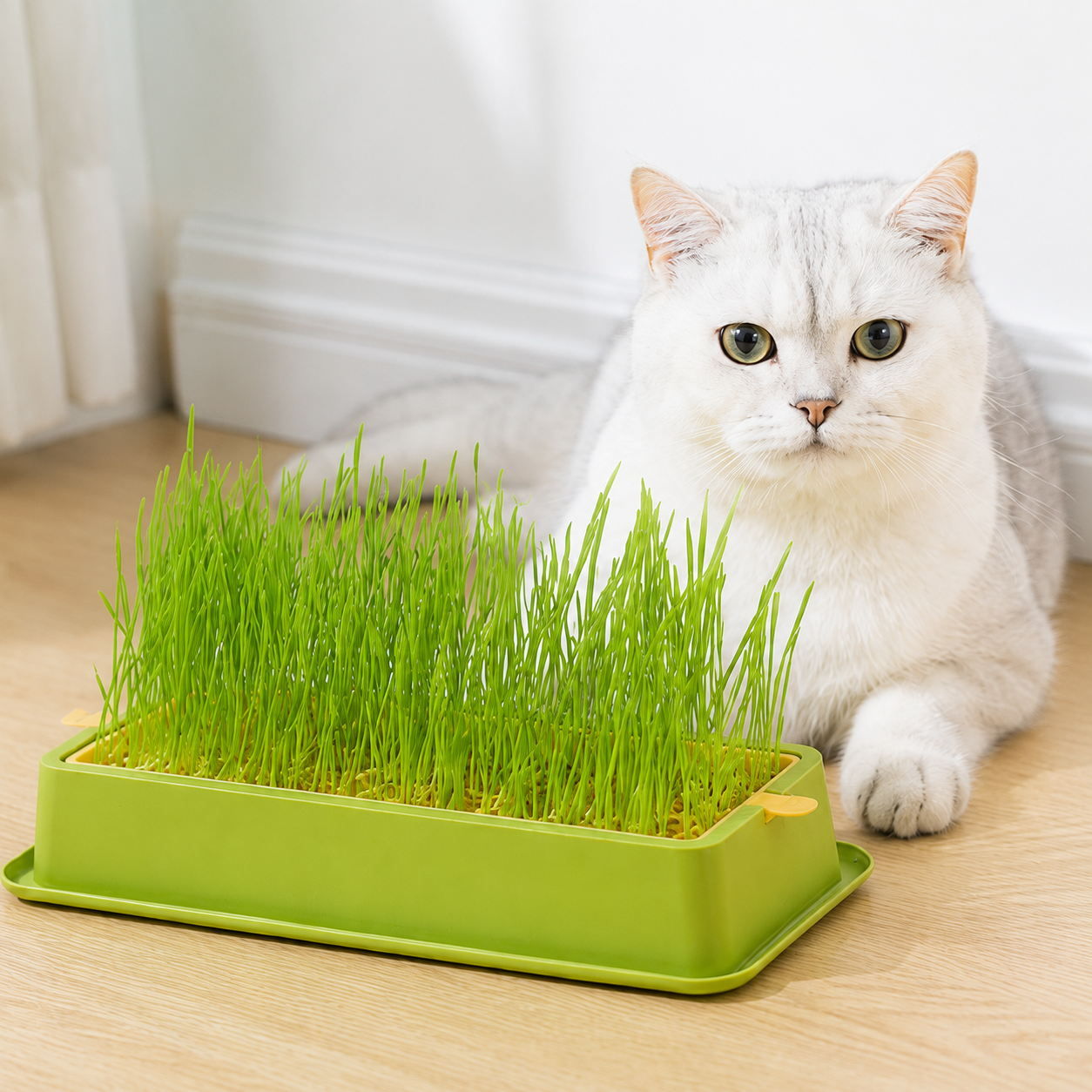 Cat Grass