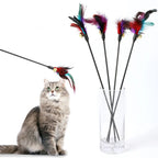 Cat Teasing Fluffy Stick